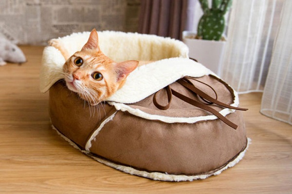 Does My Cat Really Need A Cat Bed?