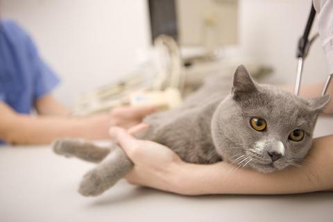 5 Life-Lengthening Health Tips for Your Pet