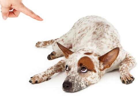 5 Things You Should Never Do To Your Dog