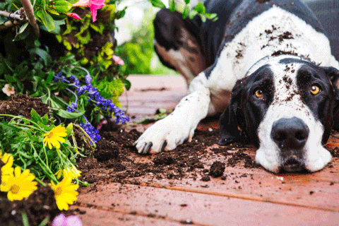 5 methods to maintain your pets wholesome this spring