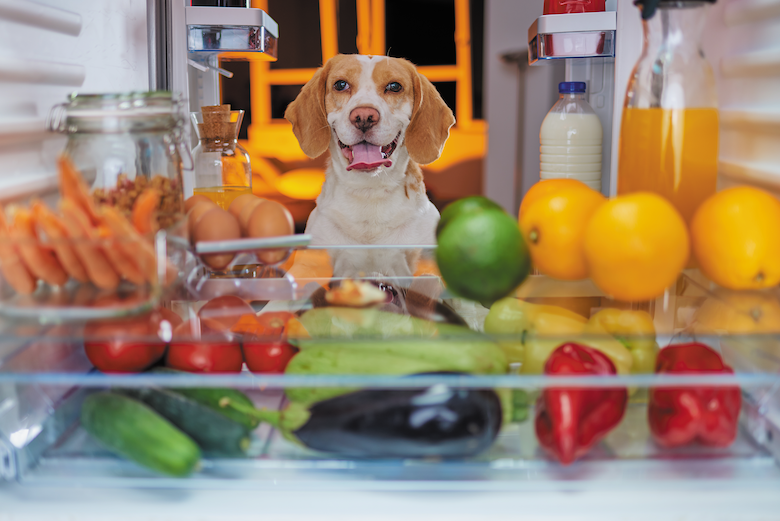 Are Plant-Based Diets Good for Dogs?