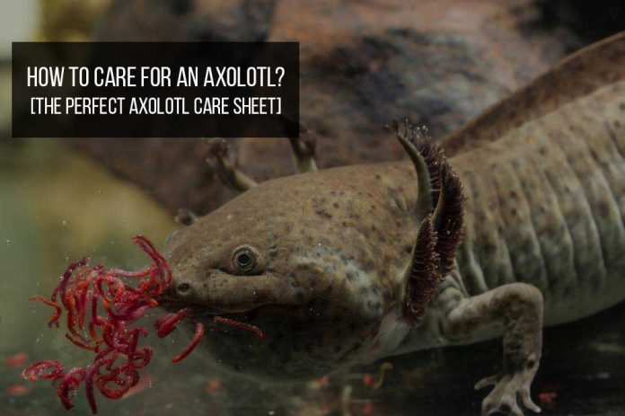 Axolotl Care: How to maintain an axolotl