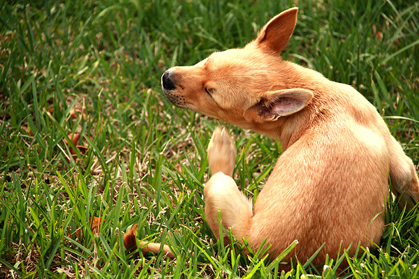 Can Antihistamines Treat Your Dog’s Allergies?