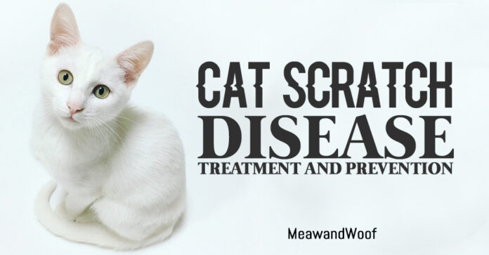 Cat Scratch Disease Treatment and Prevention