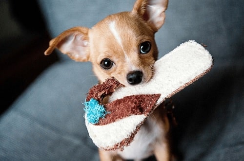 Chihuahua Behavior