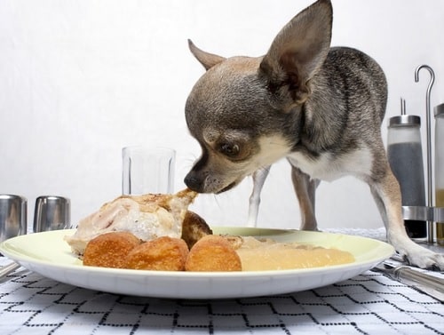 Chihuahua Dog Diets and Supplements