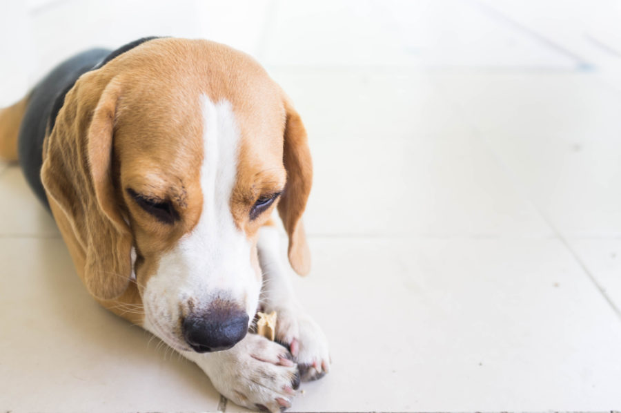 Do dental chews and bones actually clear your pet’s enamel?