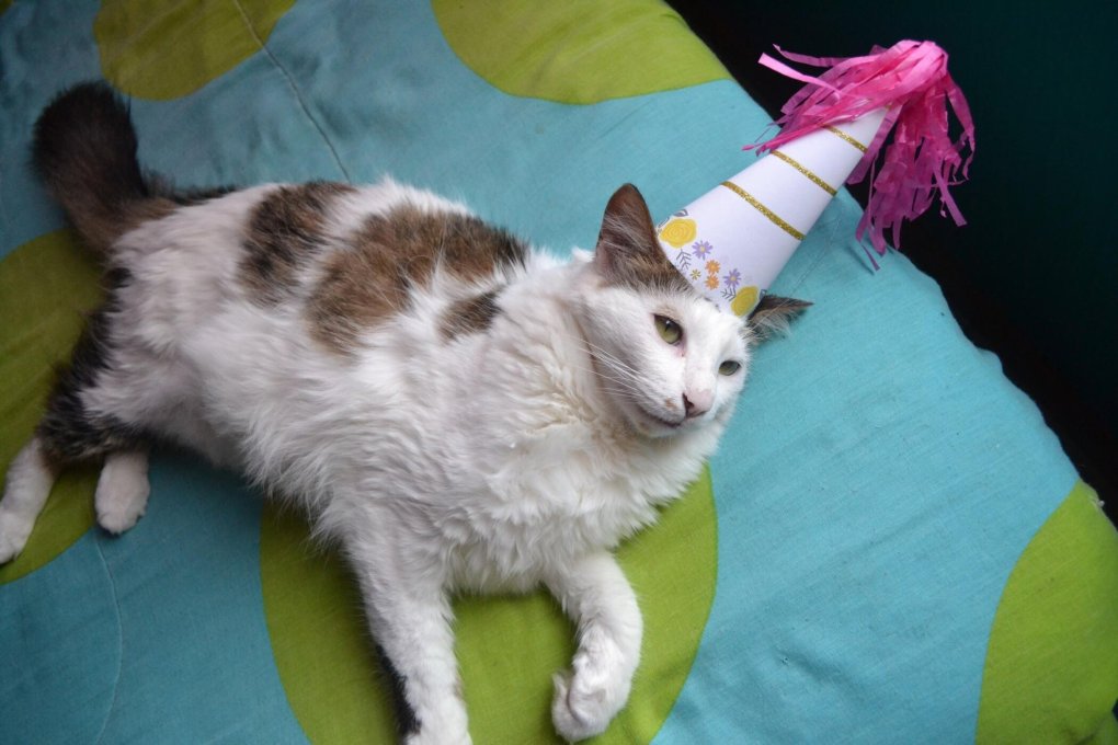 Eight Fun Ways to Celebrate Your Cat’s Birthday