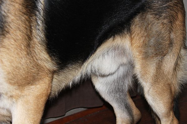 Everything You Wanted to Know About Dog Penis Behavior