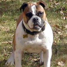 Get to Know the Olde English Bulldogge