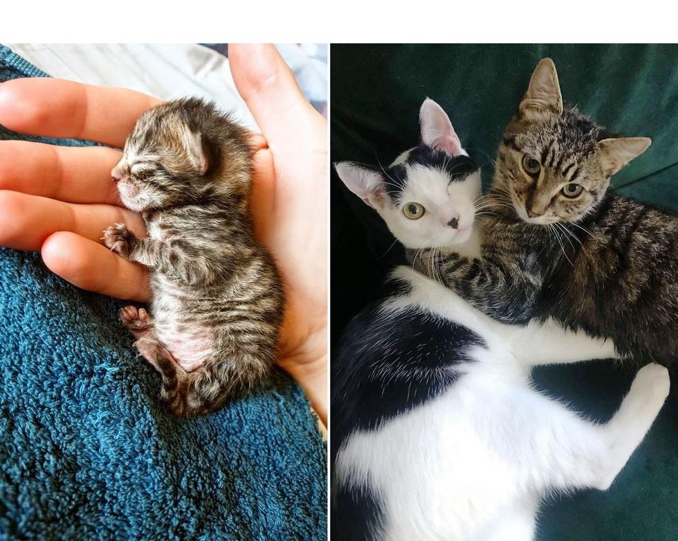Kitten Bounces Back from Being So Tiny and Becomes Sweetest Friends with One-eyed Cat