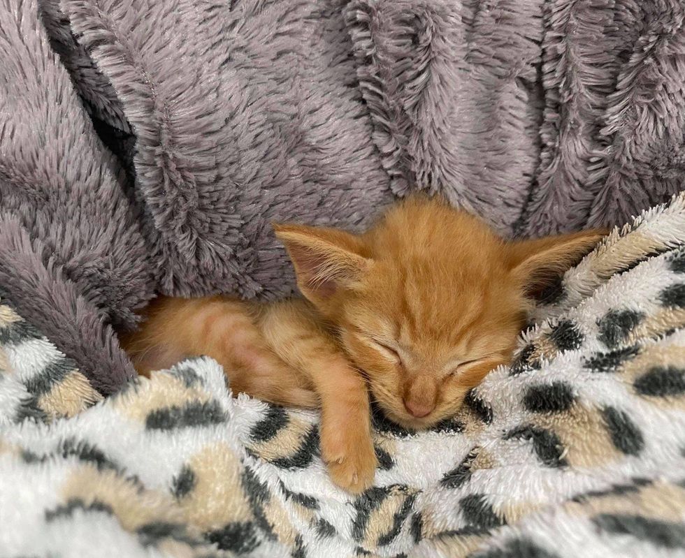 Kitten Found Hiding in Rocks by Passerby Turns Out to Be the Sweetest Little Guy