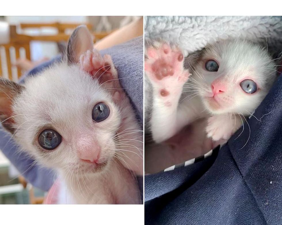 Kitten with Big Eyes But Half the Size, Clings to Family that Saved His Life and Transforms into Gorgeous Cat