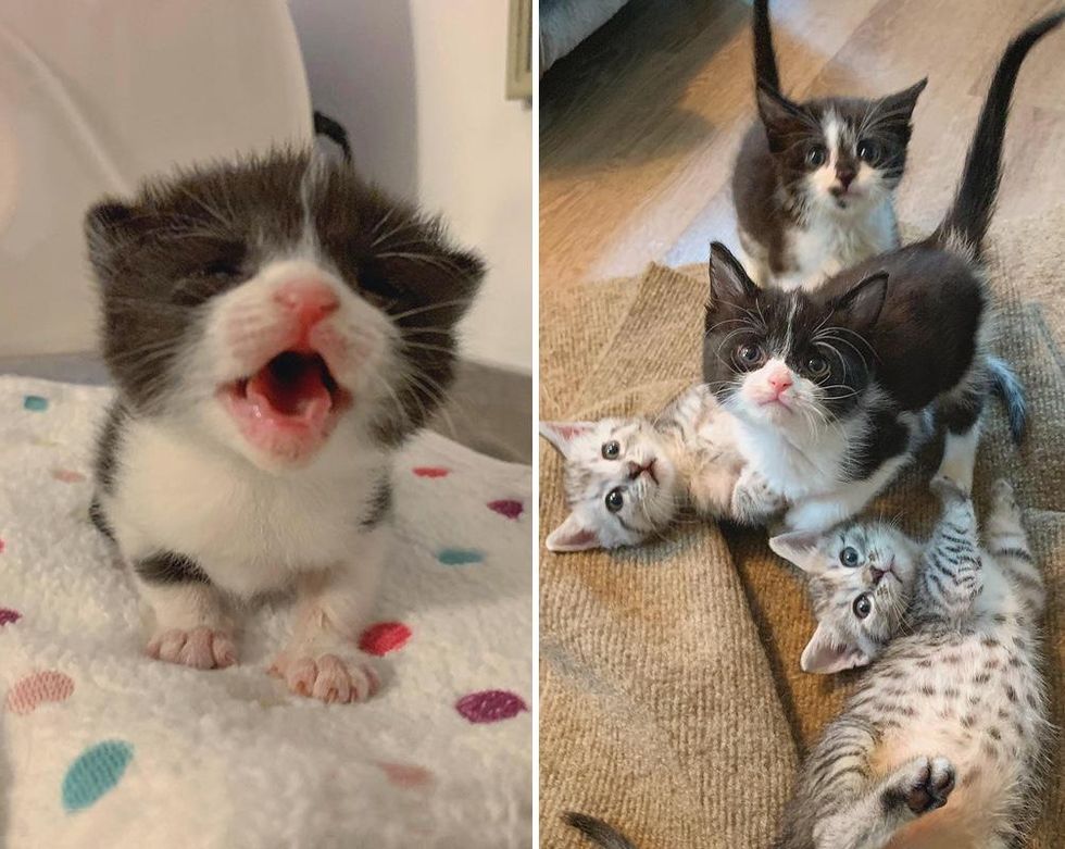 Kitten with Big Voice and Personality Reunited with Siblings After Being Found Alone