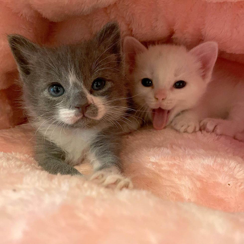 Kittens Drenched and Cold Brought Back from the Brink By Family that Never Gave Up on Them