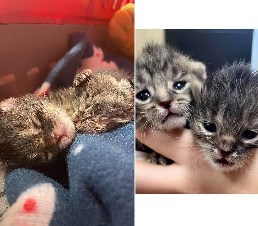 Kittens Left in Window Well on Freezing Day, Bounce Back Together Through Their Will and Help of Kind People