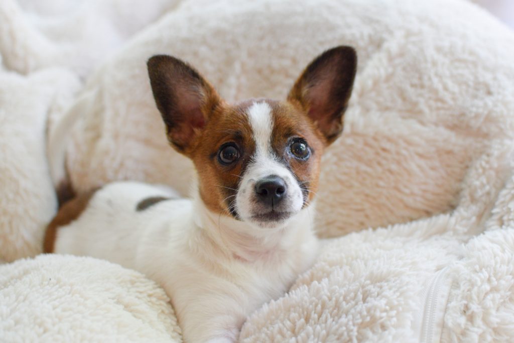 Puppy Parenthood: What You Need To Know