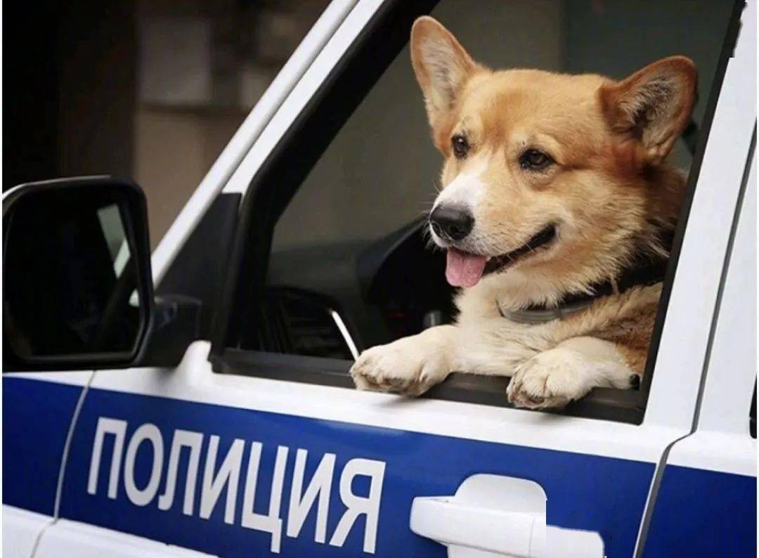 Russia’s first Corgi police canine retired and has been working for 7 years