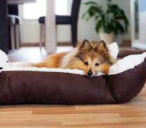 Should I purchase a Dog Bed or a Mat?
