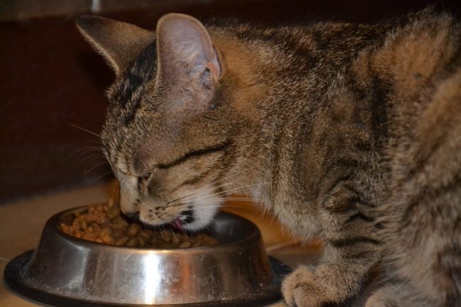 The Evidence for Frequent Feeding of Cats to Promote Positive Welfare