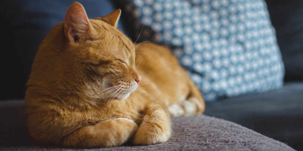 The Mental Wellbeing of Cats in 2020 and 2021