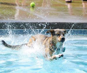 What do canines love the water?