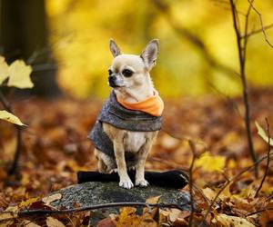 What sort of Dog Coats are good for the Fall and Spring?