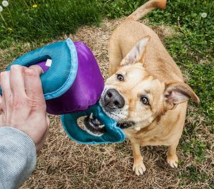 Which Dog Toys are proper for my Fido?