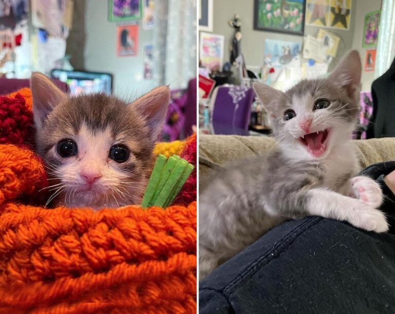 Wobbly Kitten with Determined Effort Gets Back on His Paws and Walks