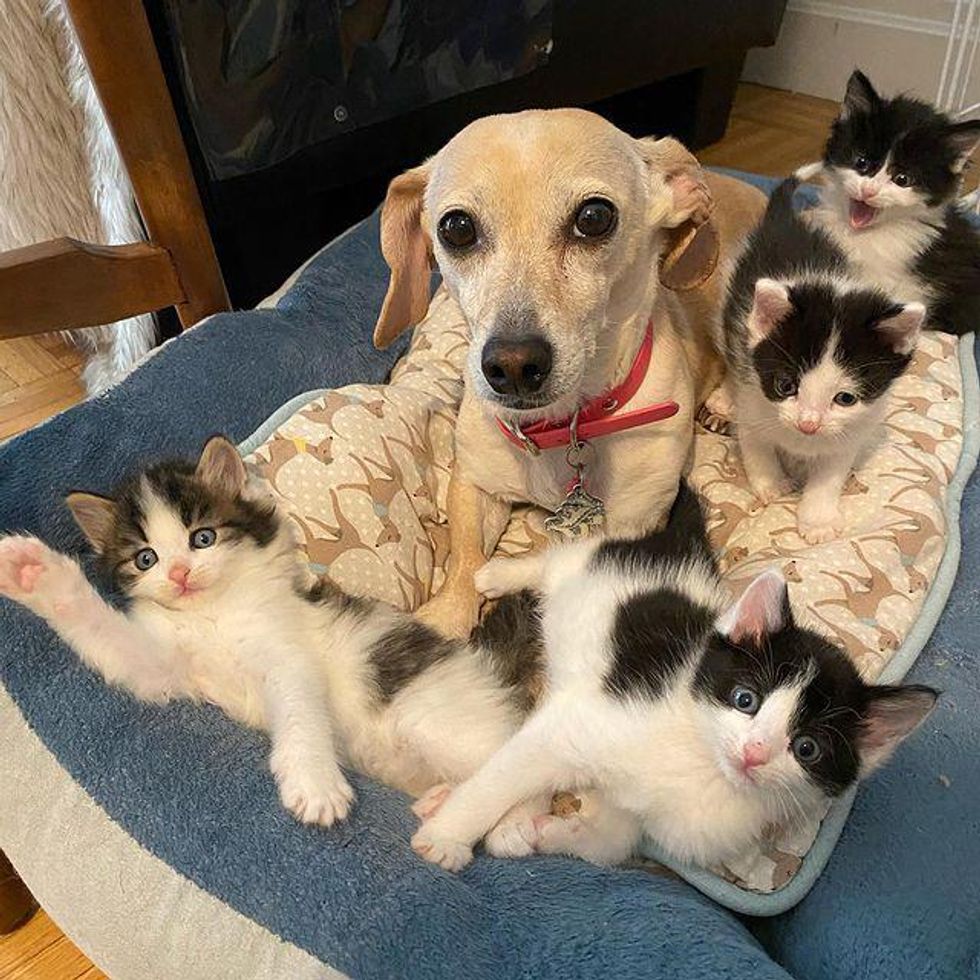 Woman Brings Home Kittens Found in Backyard, Her Dog Takes Them Under Her Wing Especially the Runt of Litter