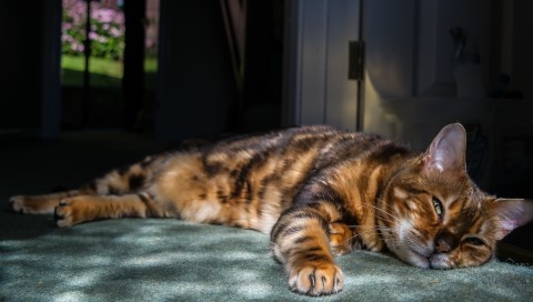 2020 ‘The Six Stages of Cats’ Photography Competition Winner – Laurence Baker from the UK