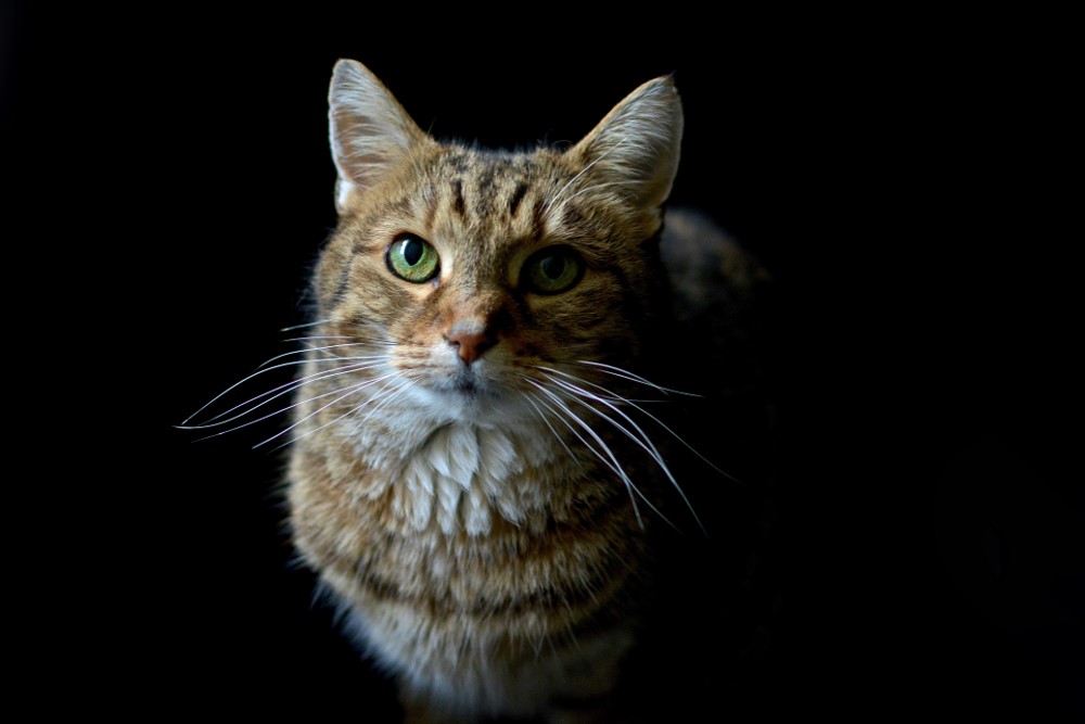 2020 ‘The Six Stages of Cats’ Photography Competition Winner – Rachel Philip from the UK