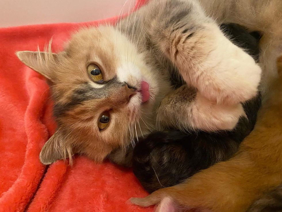 Cat is So Happy that Her Kittens Will Never Have to Spend Another Day on the Streets
