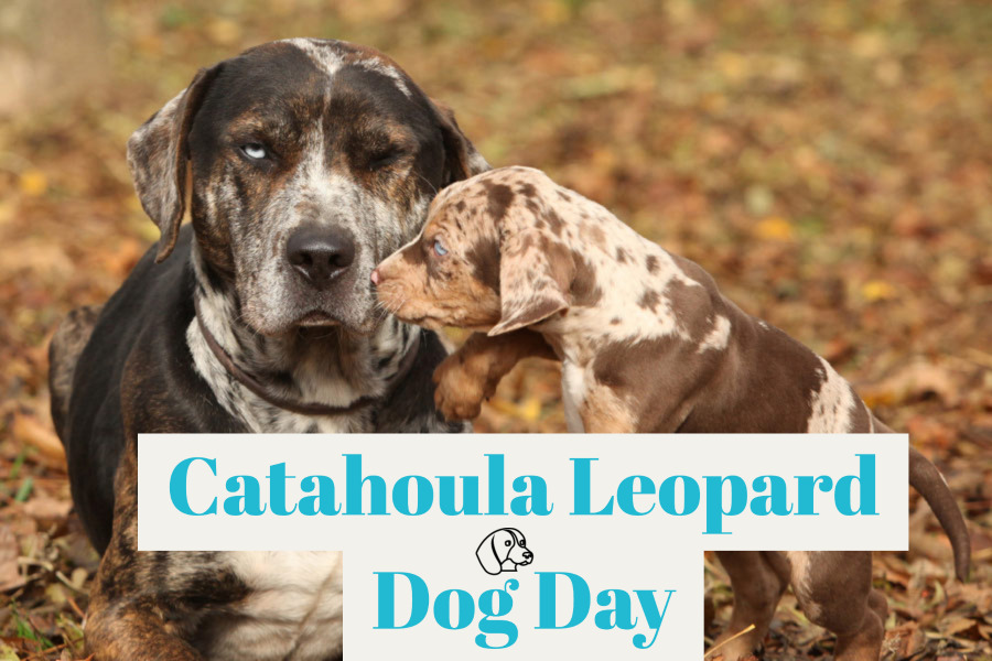 Catahoula Leopard Dog Day