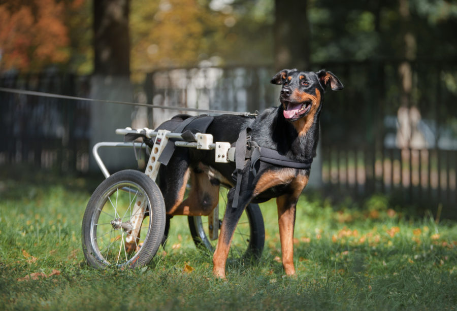 Choosing a wheelchair for a canine with mobility points