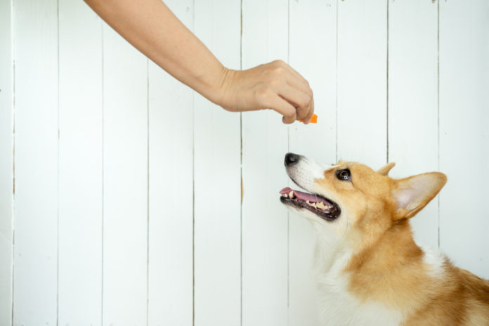 Does your dog eat too fast?
