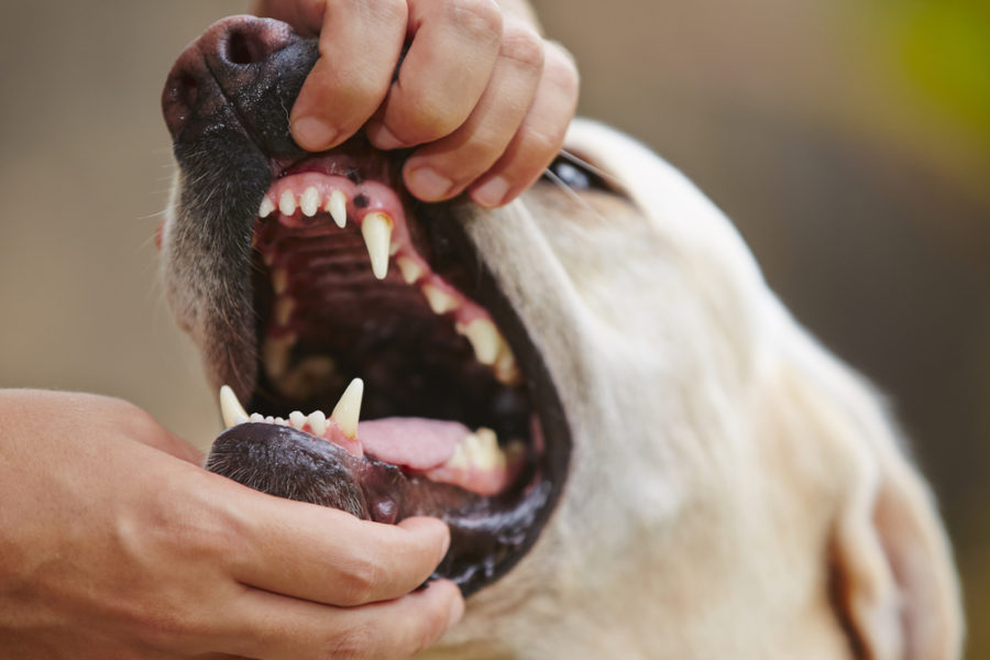 Easy-to-spot indicators of dental issues in canines (and find out how to forestall them)