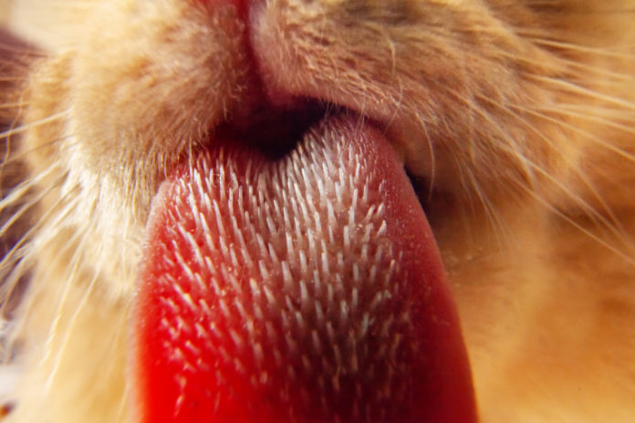 How do a cat’s five senses compare to ours?