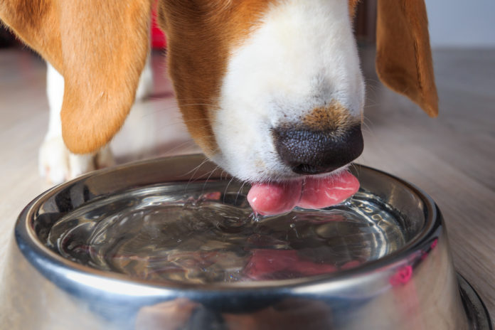 How to get your dog to drink more water