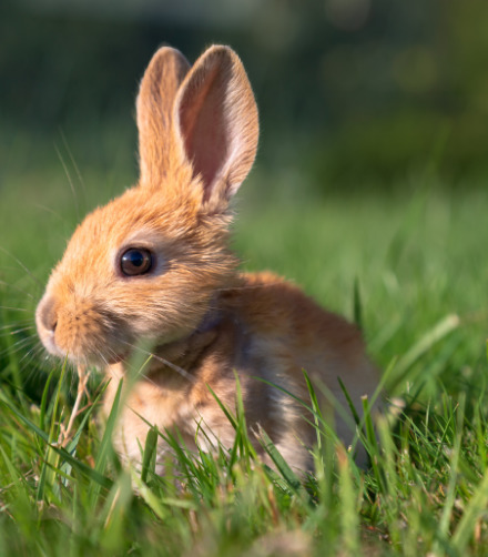 Is Your Easter Bunny on Bunny Tinder ?