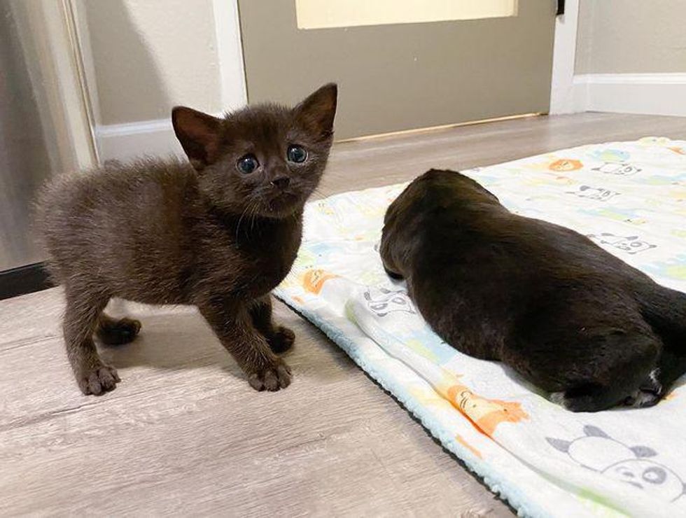 Kitten Discovers Strange Looking “Cat” in Nursery and They Turn into Unexpected Friends