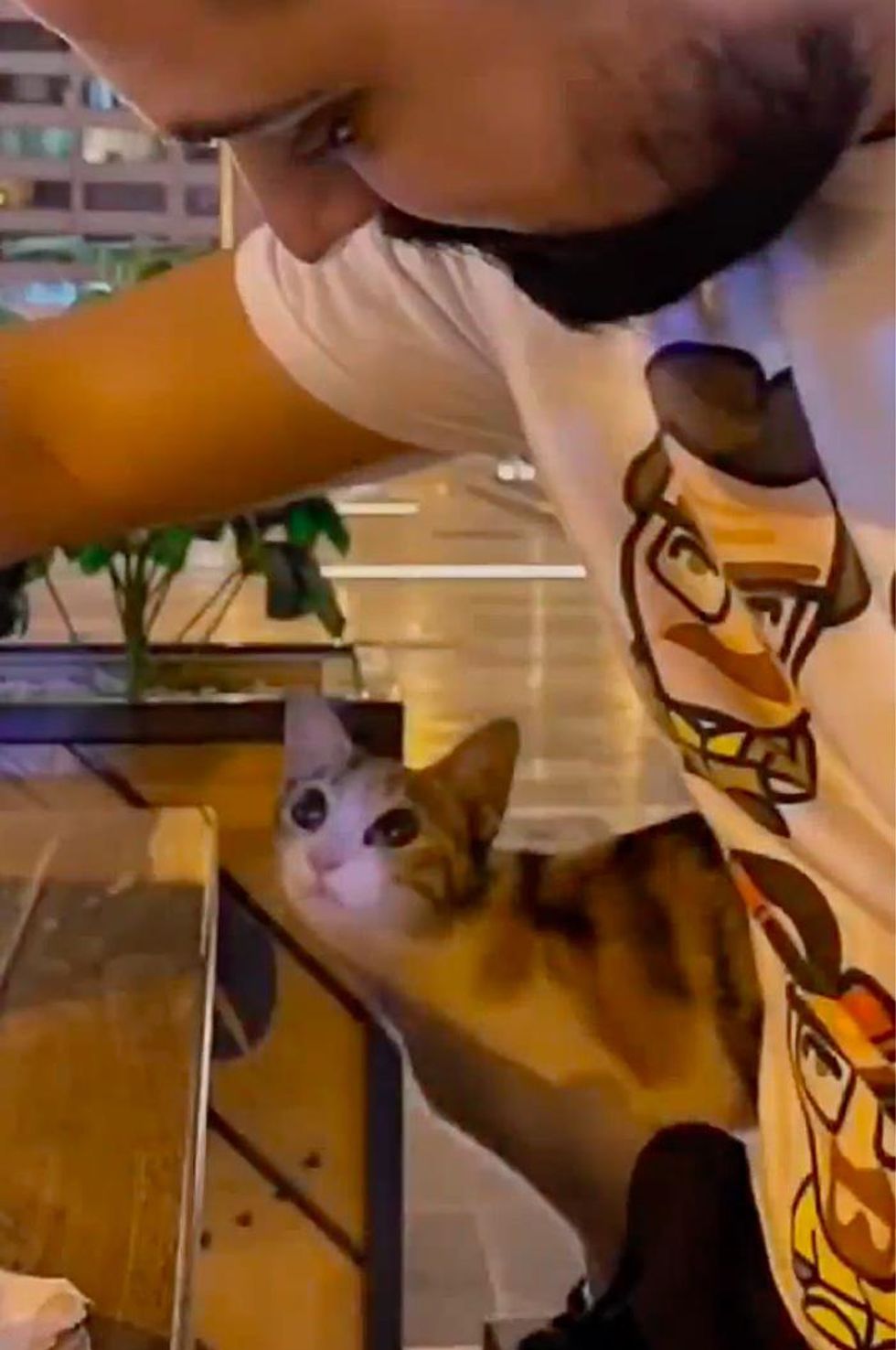 Kitten Hangs Out with Man at Coffee Shop Every Day and Follows Him Right into His Heart