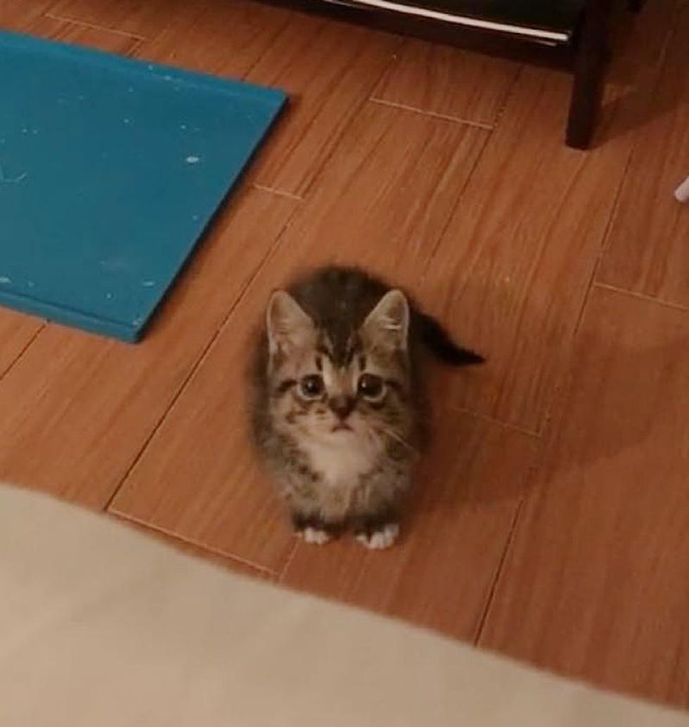 Kitten Who Showed Up at Apartment and Made it His Home, Has Grown to Be a Boss Cat