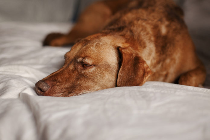 Natural ways to soothe your dog’s sensitive stomach