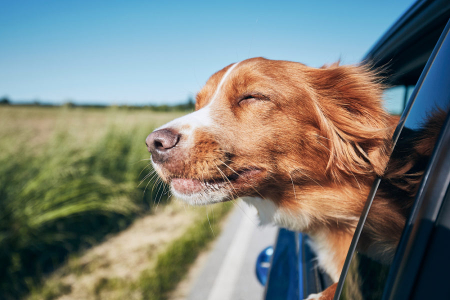 New analysis reveals the place canine really feel most comfy in vehicles