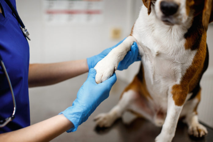 Tendon and ligament damage – diagnosis and treatment options for dogs