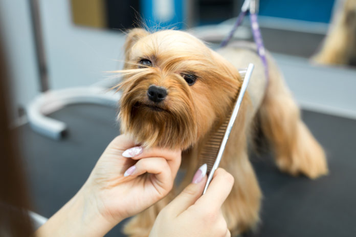 The latest dog grooming trends