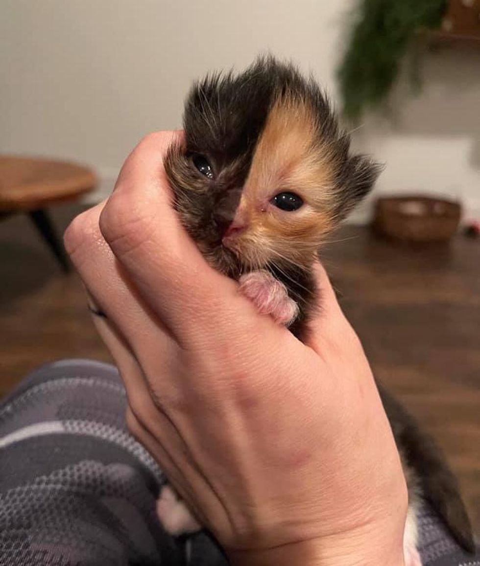 Two-faced Kitten Found in a Wall Now Has a Big Family to Cuddle