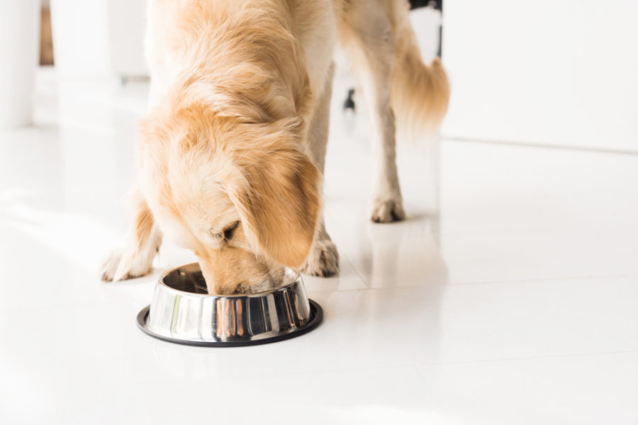 What to know before starting your dog or cat on a supplement