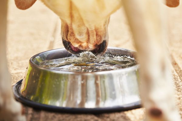 Why Does My Dog Cough After Drinking Water?